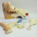 Human Ear Model Professional Ear Simulation Model 6X Magnification Human Organ Model Ear Model 5-Piece Medical Education Model - Buy Online on SooperMarket.com