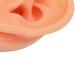 Soft Artificial Ear Display Model for Hospitals - Anatomically Accurate Simulation - Buy Online on SooperMarket.com