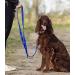 Police style dog training lead 6ft Multiple colours (Blue) - Buy Online on SooperMarket.com