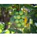 Buy Raw Macadamia Nuts - 5 Pound Bulk Pack | Premium Quality - Buy Online on SooperMarket.com