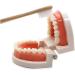 TOSSPER 1set False Tooth Mold Children Early Learning Kids Intelligence Brushing Tooth Teaching Aids Simulated Prop One Size - Buy Online on SooperMarket.com
