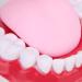 Portable Dental Model for Kids - Lifelike Teeth Brushing Demonstration & Educational Teaching Material - Buy Online on SooperMarket.com
