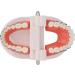 Buy Typodont & Demonstration Tooth Model | Educational Dental Training Tools for Labs - Buy Online on SooperMarket.com