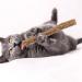 tiopeia 30 PCS Cat Catnip Sticks Natural Matatabi Chew Sticks as Dental Treat Teeth Grinding Chew Toys for Cat Kitten Kitty - Buy Online on SooperMarket.com