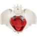 Female Bassin Human Basin Model with Pelvic Floor Muscle Model Ornament - Buy Online on SooperMarket.com