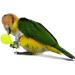 WACURRENTHYD 3PCS- Colourful Mini Ball Sand Hammer Parrot Rattle Shaker Musical Sound Toy Intelligent Sand Hammer Toys for Parakeets Canaries Cockatiels Conure Lovebirds(Random Color) - Buy Online on SooperMarket.com