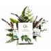 Ola Rainforest Gift Set - Luxurious Body Butter Deep Sea Mist & Revitalizing Bath Ritual for Ultimate Relaxation - Shop Internationally - Buy Online on SooperMarket.com