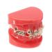 Model doll-10 orthodontic braces model study for adults standard demonstration teeth ceramic model mobile medical science teaching research