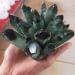 Specimen Natural Green Ghost Phantom Quartz Crystal Cluster Rock Stones and Crystals Reiki Specimen Home Decor 300-800g Stone Home Goods (Size : 500-600g) - Buy Online on SooperMarket.com