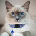 Hepplly 6-Pack Cat Collars - Quick Release Reflective Kitten Collars with Bell in Dark Blue | International Shipping Available - Buy Online on SooperMarket.com