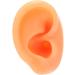 Acupuncture Ear Model - Multi-Purpose Soft & Reusable Fake Ear for Practical Training (Right) - Buy Online on SooperMarket.com