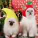 Weewooday 5 Pieces Cat Hat Cat Costume Bunny Hat with Ears Funny Banana Pineapple Cat Hat for Cats and Small Dogs Kitten Puppy Party Costume Accessory Headwear(Cute Style) - Buy Online on SooperMarket.com