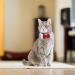 Formal Pets Bowtie Adjustable Pets Dog Cat Bow Tie Pet Necktie Collar Elegance False Kitten Necktie Collar Trendy Bowties for Wedding Birthday Christmas Costumes Neck Collar for Dogs and Cats (L) - Buy Online on SooperMarket.com