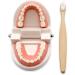 TOSSPER 1set False Tooth Mold Children Early Learning Kids Intelligence Brushing Tooth Teaching Aids Simulated Prop One Size - Buy Online on SooperMarket.com