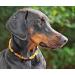 100% Baltic Amber Dog Necklace & Collar | Natural Tick Protection for Cats & Dogs | Authentic Lithuanian Amber - Buy Online on SooperMarket.com