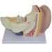 4X Enlarged Ear Anatomical Model 3-Piece Detachable Human Ear Model Teaching Ear Simulation Model Shows External Middle and Heart Ear - Buy Online on SooperMarket.com