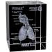 Model of The Human Respiratory System 3D Carved Crystal Medical aids