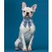 Shop Lionet Paws Comfortable Silk Dog Collar with Removable Fly - XS Collars for Puppies & Cats 20-30cm Blue - International Shipping Available - Buy Online on SooperMarket.com