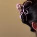 Limtula Lovely Hair Claw Hollowed out Butterfly Shape Hair Clip for Woman Camping Ponytail Hair Delicate Jaw Clip for Girl Green - Buy Online on SooperMarket.com