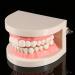 Buy Educion Teeth Bagima 10x8x7 PVC Dental Model for Kids - Effective Tooth Brushing Teaching Tool | International Shipping Available - Buy Online on SooperMarket.com
