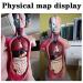 Human Body Torso Model - Half Body Torso Model 28 cm with Organs - Detachable Medical Education Model 19 Pieces -for Training aid Medical - Buy Online on SooperMarket.com