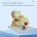 Human Ear Model 3X Enlarged 3-Piece Ear Anatomy Model Professional Ear Simulation Model Shows External Middle and Inner Ear for Medical Education - Buy Online on SooperMarket.com