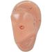 10 Pieces Anatomical Model of Human Ear Acupuncture with Acupuncture Points English Version Ear pins Model for Study - Buy Online on SooperMarket.com