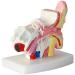 Ear Model Human Ear Anatomeme Model 1.5 Fold Magnification Model Suitable for Medical - Buy Online on SooperMarket.com