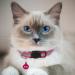 Hepplly 6-Pack Dark Pink Cat Collars - Quick Release Reflective Kitten Collars with Bell | International Shipping - Buy Online on SooperMarket.com