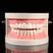 Buy Educion Teeth Bagima 10x8x7 PVC Dental Model for Kids - Effective Tooth Brushing Teaching Tool | International Shipping Available - Buy Online on SooperMarket.com
