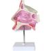 Nasal Cavity Model - Nose Anatomical Model - for Medical Research Doctor Patient - Buy Online on SooperMarket.com