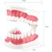 FafeICY 1PC 28 Teeth Teaching Toothbrush Model - Dentist Tool with Handy Toothbrush & Poster for Study Demonstration - Buy Online on SooperMarket.com