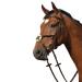 Collegiate Syntovia+ Padded Raised Grackle Bridle Brown Pony