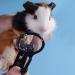 HAICHEN TEC Guinea Pig Nail Clippers with Magnifying Glass Stainless Steel Claw Toenail Trimmer for Small Animal Hedgehog Rabbit Hamster Ferret Hamsters Chinchilla Sugar Glider Pet Grooming Supplies Black