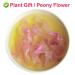 100% Natural Herbacous Peony Tea - Anti-Aging & Freckles Removal | Pink Peony Bud Flower Tea 30g - Buy Online on SooperMarket.com