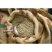 Java Kayumas Green Coffee Beans (1000g) - High Quality Mocha Raw Coffee - Buy Online on SooperMarket.com
