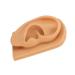 Soft Silicone Kadimendium Ear Model - Waterproof and Easy to Observe | Right Ear Model for Display - Buy Online on SooperMarket.com