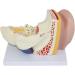 Anatomical Human Ear Magnification Model Removable Ear Texture Ear Template Labyrinth Suitable for Medical Teaching - Buy Online on SooperMarket.com