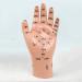 Acupuncture Hand Model Reflexology Acupoint Study Kit - Buy Online on SooperMarket.com