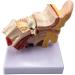 Human Ear Model 1.5 Times Natural Size Model with 2 Parts Illustrating Ear Regions Humans Ear Cleaner Internal Ear - Buy Online on SooperMarket.com