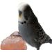 Himalayan Rock Salt Lick For Small Animal/Pet Licks Hanging -86gram- 2 cube salt(PACK OF 12) - Buy Online on SooperMarket.com