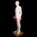 Acupuncture Template - Acupuncture and Male Muscle - 85cm - Half Skin and Half Point Point and Meridians Anatomy - Buy Online on SooperMarket.com