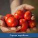 Organic Tomato Sauce by Muir Glen - 8 oz (24-Pack) | Premium Quality - Buy Online on SooperMarket.com