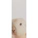Farmhouse Fresh Rich Shea Butter Body Cream - Fluffy Bunny 8oz | Hydrating Body Moisturizer - Buy Online on SooperMarket.com