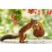 New Harvest 2022: 25kg Raw & Unprocessed Walnuts in Bowl for Squirrels - 100% Vegan & Natural - Buy Online on SooperMarket.com