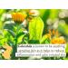 Babo Botanicals 2-in-1 Bubble Bath & Wash with Organic Calendula & Oat Milk - Hypoallergenic & Vegan - 15oz (2-Pack) for Sensitive Skin - Buy Online on SooperMarket.com