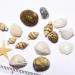2 Boxes 3d Natural Nail Art Decoration Mini Conch Shells Starfish Sea Beach Ornaments Manicure Tools for Diy - Buy Online on SooperMarket.com