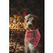 Lionheart Glory Dog Haller Washable Soft Cotton Christmas Neckerchief for Large Dogs | Adjustable Green & Red Kerchief | Perfect Holiday Accessory (1 Pack) - Buy Online on SooperMarket.com