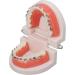 Buy Typodont & Demonstration Tooth Model | Educational Dental Training Tools for Labs - Buy Online on SooperMarket.com