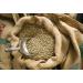 Java Kayumas Green Coffee Beans - 500g | Highland Raw Coffee Beans - Buy Online on SooperMarket.com